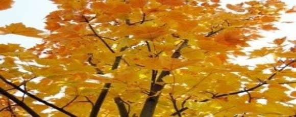 Fall Color and Design Trends in 2014